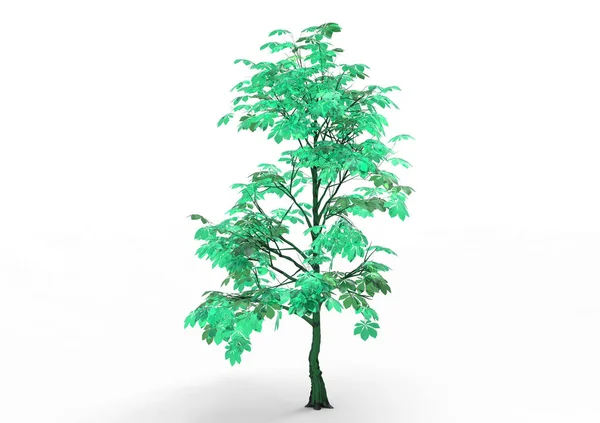 Verde Árbol Frondoso Aislar Fondo — Foto de Stock