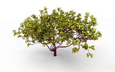 yeşil yapraklı ağaç izole arka plan