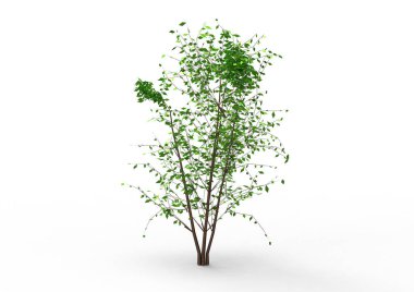 yeşil yapraklı ağaç izole arka plan