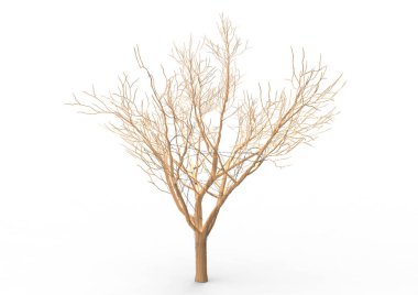 yeşil yapraklı ağaç izole arka plan