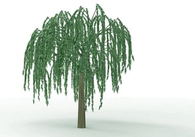 yeşil yapraklı ağaç izole arka plan