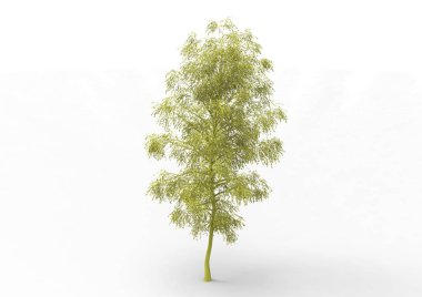 yeşil yapraklı ağaç izole arka plan