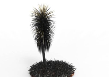 yeşil yapraklı ağaç izole arka plan