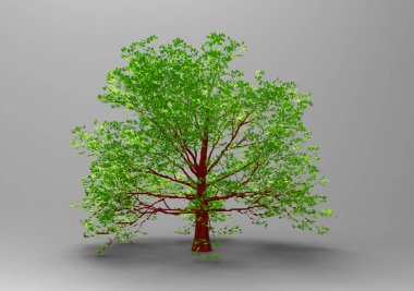 yeşil yapraklı ağaç izole arka plan