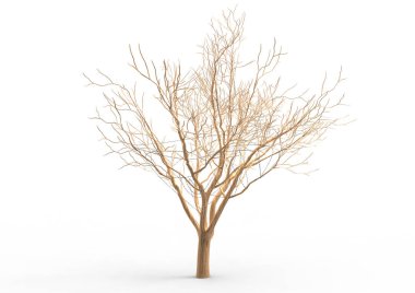 yeşil yapraklı ağaç izole arka plan