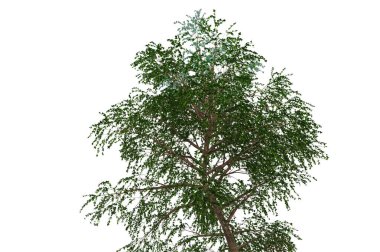 yeşil yapraklı ağaç izole arka plan