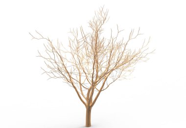 yeşil yapraklı ağaç izole arka plan