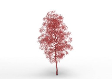 yeşil yapraklı ağaç izole arka plan