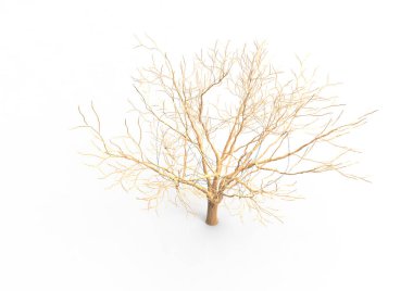 yeşil yapraklı ağaç izole arka plan