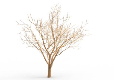 yeşil yapraklı ağaç izole arka plan