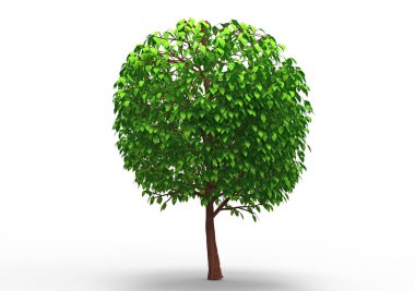 yeşil yapraklı ağaç izole arka plan