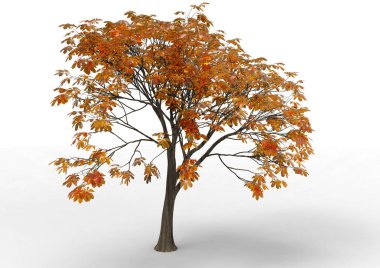 yeşil yapraklı ağaç izole arka plan