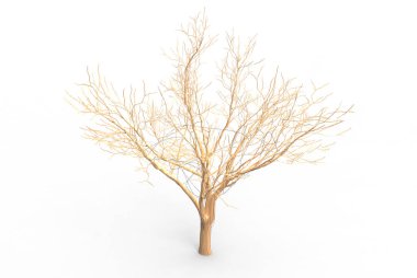 yeşil yapraklı ağaç izole arka plan