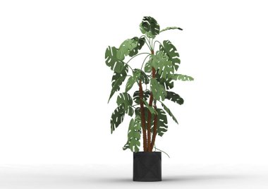 yeşil yapraklı ağaç izole arka plan