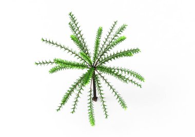 yeşil yapraklı ağaç izole arka plan