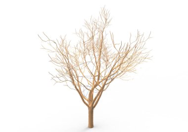 yeşil yapraklı ağaç izole arka plan