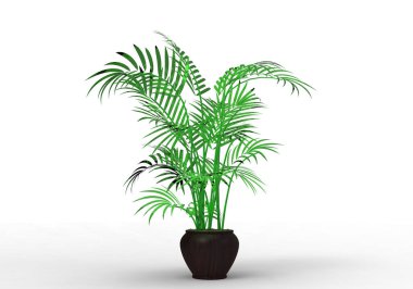 yeşil yapraklı ağaç izole arka plan