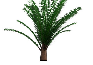 yeşil yapraklı ağaç izole arka plan