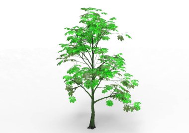 yeşil yapraklı ağaç izole arka plan