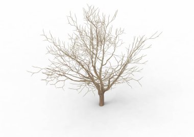 yeşil yapraklı ağaç izole arka plan