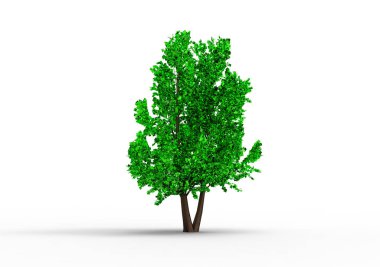 yeşil yapraklı ağaç izole arka plan