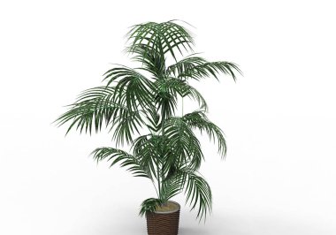 yeşil yapraklı ağaç izole arka plan