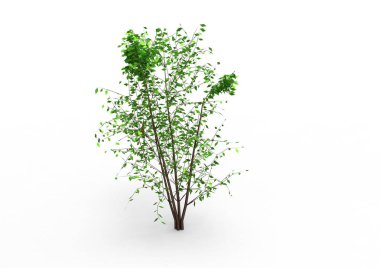 yeşil yapraklı ağaç izole arka plan