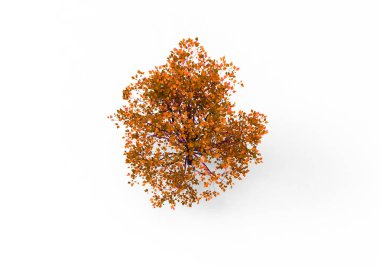 yeşil yapraklı ağaç izole arka plan