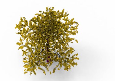 yeşil yapraklı ağaç izole arka plan