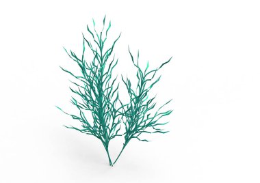 yeşil yapraklı ağaç izole arka plan