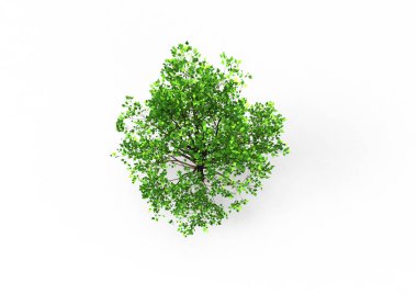 yeşil yapraklı ağaç izole arka plan