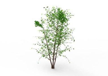 yeşil yapraklı ağaç izole arka plan