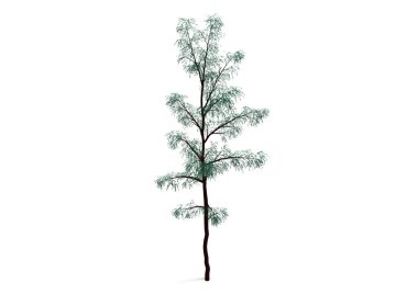 yeşil yapraklı ağaç izole arka plan