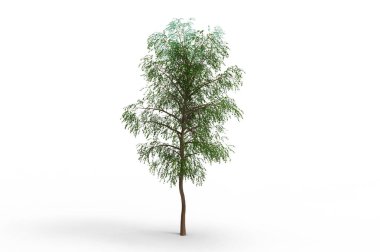 yeşil yapraklı ağaç izole arka plan