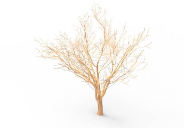 yeşil yapraklı ağaç izole arka plan