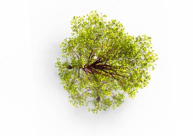 yeşil yapraklı ağaç izole arka plan