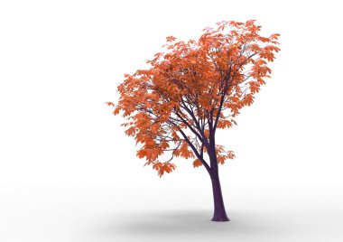 yeşil yapraklı ağaç izole arka plan