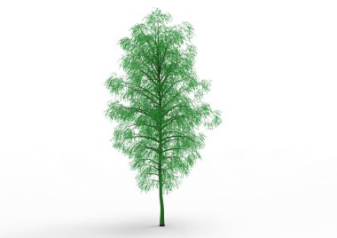 yeşil yapraklı ağaç izole arka plan