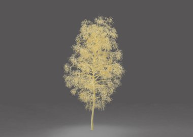 yeşil yapraklı ağaç izole arka plan