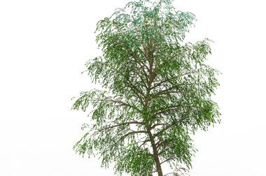 yeşil yapraklı ağaç izole arka plan