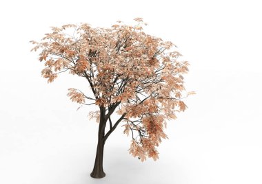 yeşil yapraklı ağaç izole arka plan