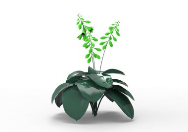 yeşil yapraklı ağaç izole arka plan