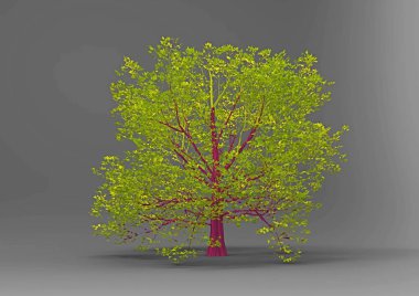 yeşil yapraklı ağaç izole arka plan