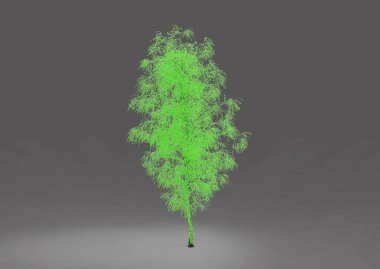 yeşil yapraklı ağaç izole arka plan