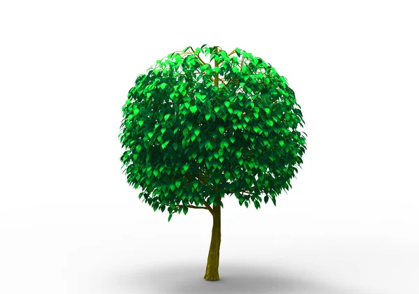 Albero Verde Foglia Isolare Sfondo — Foto Stock