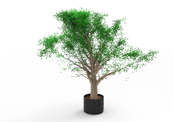 Izoluj Tło Zielony Drzewo Liściaste — Zdjęcie stockowe