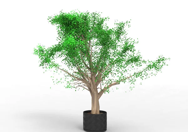 Verde Árbol Frondoso Aislar Fondo — Foto de Stock