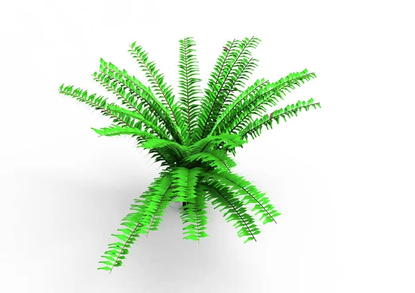 Green Leafy Tree Isolate Background — Stock Photo, Image