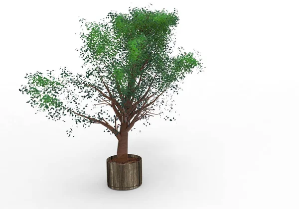 Izoluj Tło Zielony Drzewo Liściaste — Zdjęcie stockowe