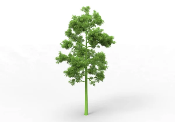 Albero Verde Foglia Isolare Sfondo — Foto Stock